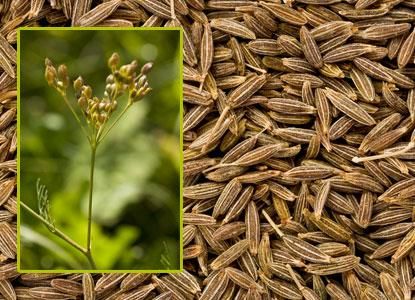 Cumin