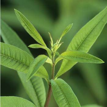 Planter la verveine citronnelle près de la maison