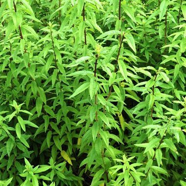 La verveine citronnelle est un arbrisseau vivace