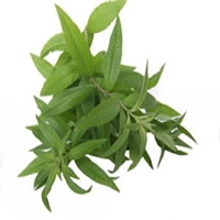 Verveine citronnelle (Aloysia triphylla) pour les infusions