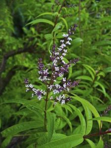 Verveine fleurs