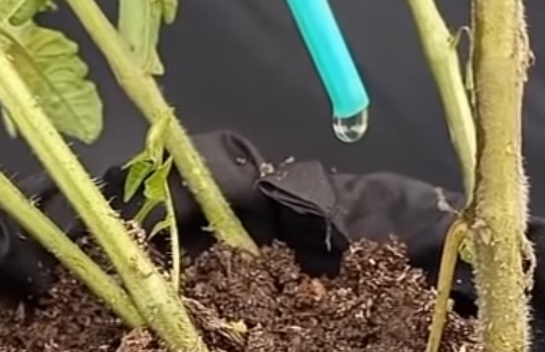 L’arrosage goutte à goutte