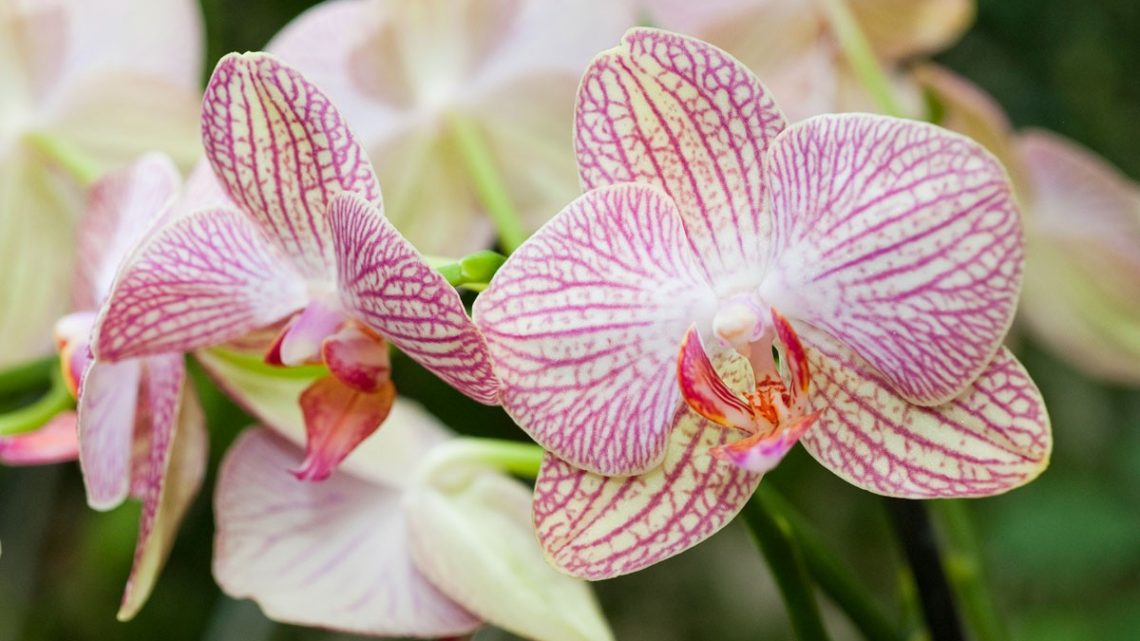 Comment entretenir son orchidée